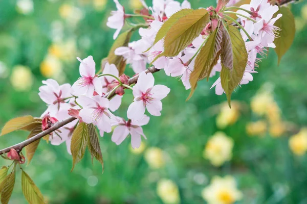 春意盎然 樱花枝条洁白精致 背景模糊 图库照片