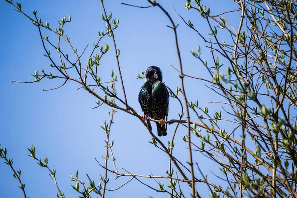 春天的时候 一只叫做Starling的普通鸟儿坐在树枝上 免版税图库图片