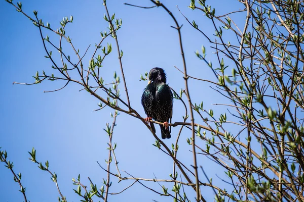 春には木の枝に鳥が座っているのが一般的です ロイヤリティフリーのストック画像