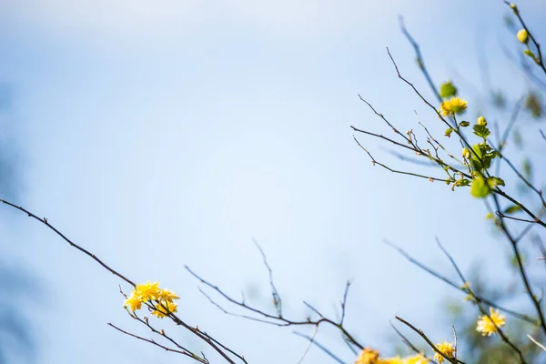 Amarelo Borbulhante Flores Sutis Borrão Fundo Azul Fotos De Bancos De Imagens Sem Royalties