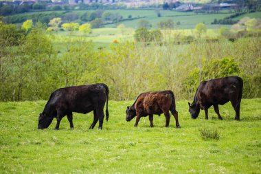 İlkbaharda tarlalarda bir tarlada bulunan siyah sığır sürüsü Glen Mavis, İskoçya, İngiltere