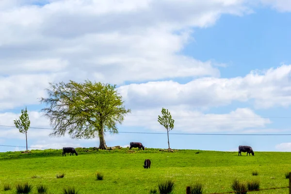 英国苏格兰格伦梅维斯 春天的田野里 成群的黑色自由放养奶牛在田野里 — 图库照片