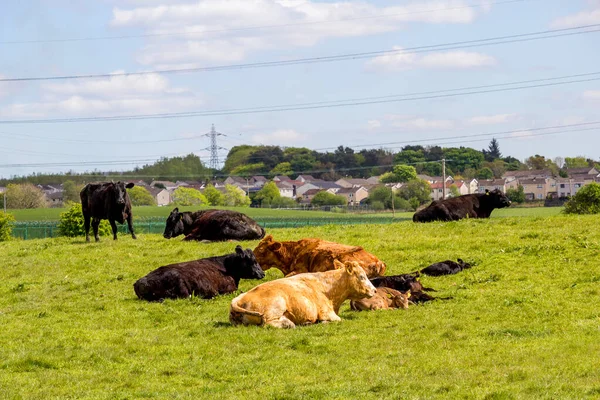 Una Manada Vacas Negras Marrones Con Terneros Jóvenes Descansando Los —  Fotos de Stock