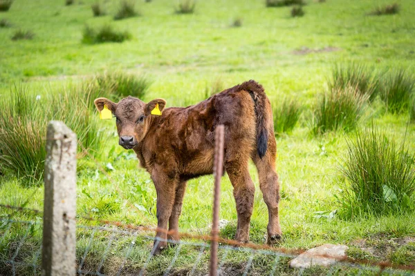 Ein Braunes Kalb Auf Den Feldern Frühling Glen Mavis Schottland — Stockfoto