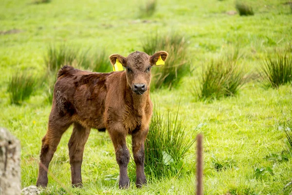 英国苏格兰格伦梅维斯 一头棕色的小牛犊在春天的田野里 — 图库照片