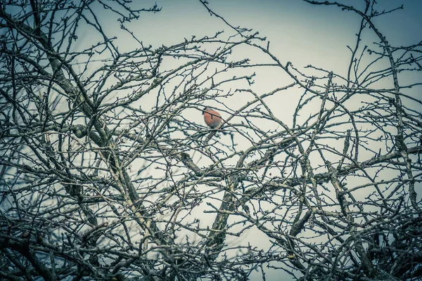 Kışın Kasvetli Bir Havada Ağaç Dallarının Arkasında Oturan Bir Kuş — Stok fotoğraf