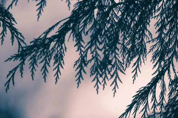 소나무로 뒤덮인 — 스톡 사진