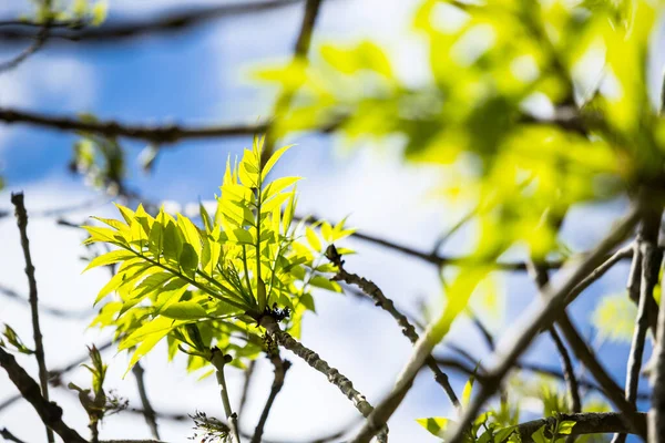 Jasné Zelené Jarní Listy Rozmazaným Selektivním Ostřením Britská Příroda Jaro — Stock fotografie