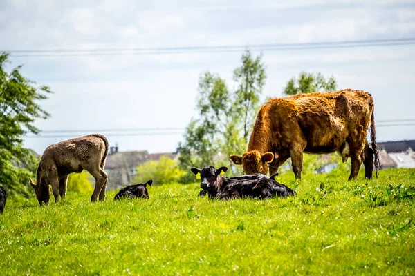 Uma Manada Vacas Pretas Marrons Com Bezerros Jovens Descansando Nos — Fotografia de Stock