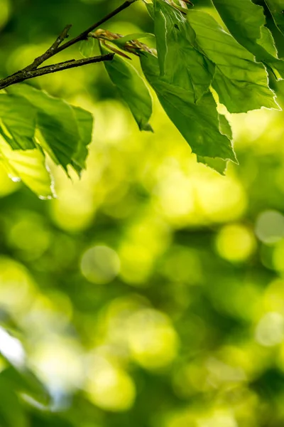 Красивые Весенние Листья Боке Огни Весеннем Лесу Природный Фон Весенних — стоковое фото