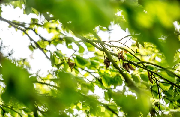 Яскраве Зелене Весняне Листя Розмитим Вибірковий Фокус Британська Природа Весна — стокове фото