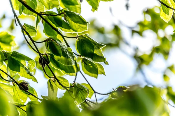 Brilhante Verde Folhas Primavera Com Borrão Foco Seletivo Natureza Britânica — Fotografia de Stock