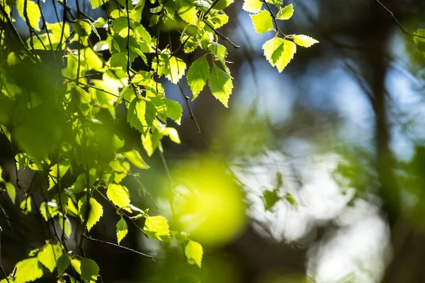 Brillante Verde Hojas Primavera Con Desenfoque Enfoque Selectivo Naturaleza Británica — Foto de Stock