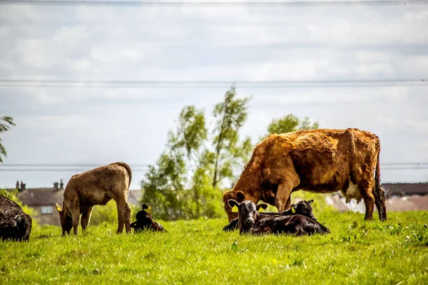 Uma Manada Vacas Pretas Marrons Com Bezerros Jovens Descansando Nos — Fotografia de Stock