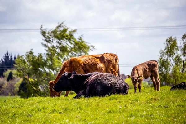 英国苏格兰格伦梅维斯 一群带有小牛犊的黑色和棕色奶牛在春天的时候在田野里休息 — 图库照片