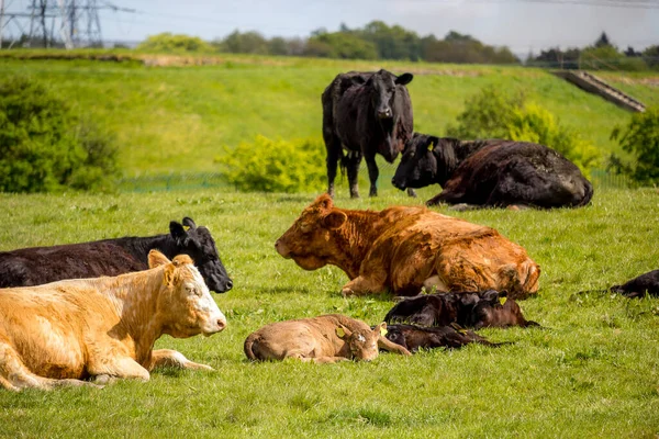 英国苏格兰格伦梅维斯 一群带有小牛犊的黑色和棕色奶牛在春天的时候在田野里休息 — 图库照片