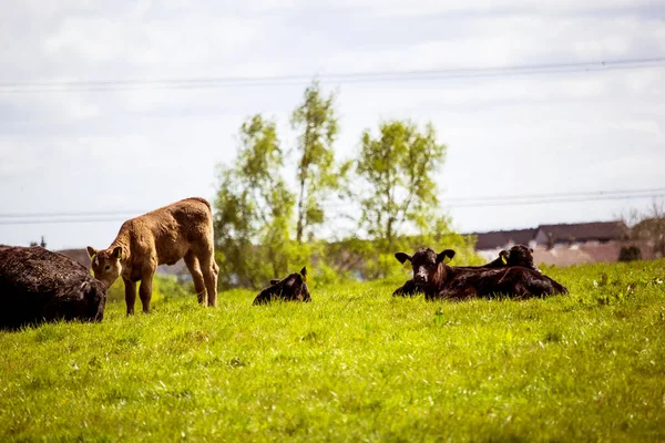 Herd Black Brown Cows Young Calves Resting Fields Spring Time — Stock Photo, Image