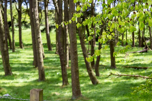 Heller Frühlingswald Mai Schottland Großbritannien Stockbild