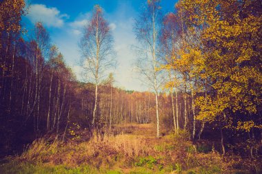 Romantik sokakta güzel renkli ağaçlar ve sunligh park