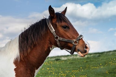 kahverengi ve beyaz at çimenlerin üzerinde