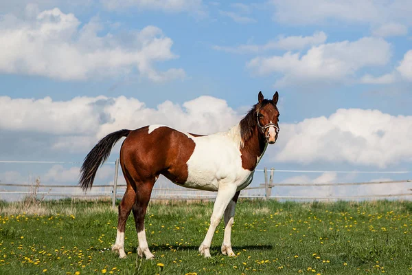 Braunes und weißes Pferd auf Gras — Stockfoto