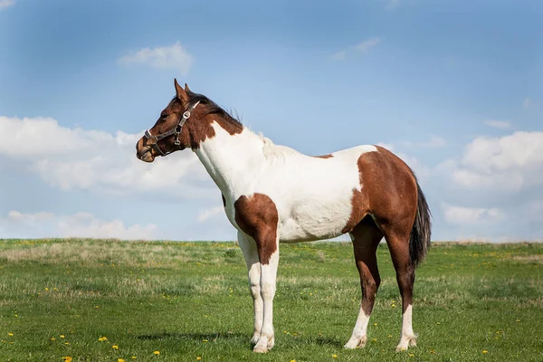 Braunes und weißes Pferd — Stockfoto