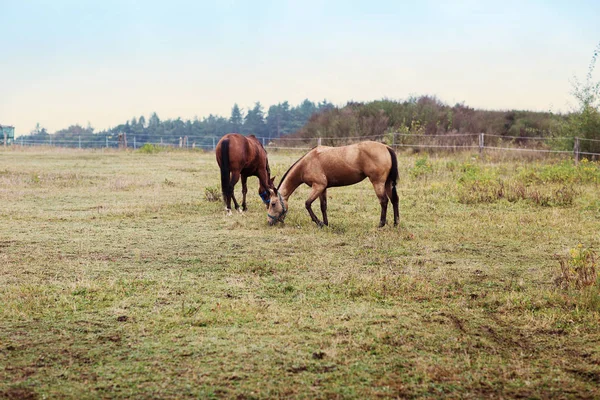 Zwei braune Pferde auf Bauernhof — Stockfoto