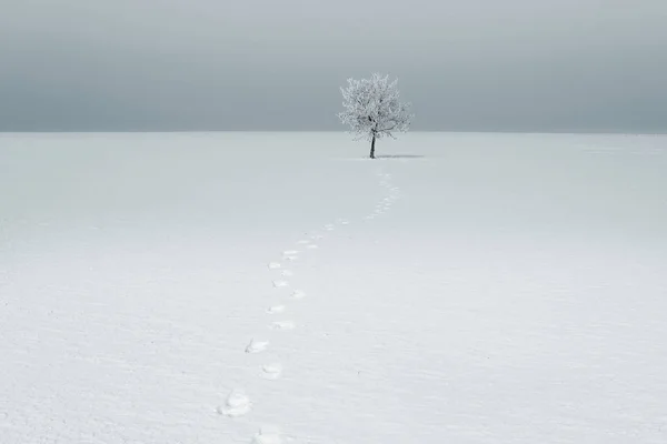 Zima Krajobraz pod snow biały — Zdjęcie stockowe