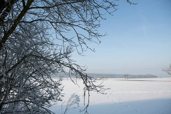 冬天的风景，在洁白的雪之下 — 图库照片
