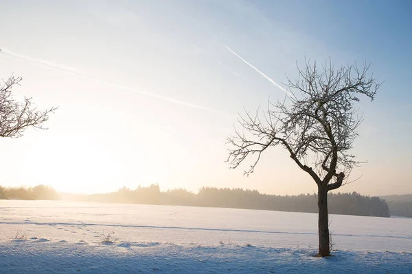 Vinterlandskap under vit snö — Stockfoto