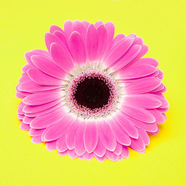 cute pink flower on yellow background