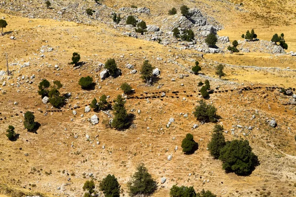 Una mandria di capre nella valle — Foto Stock