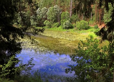 Yeşil duckweed ile büyümüş Gölü