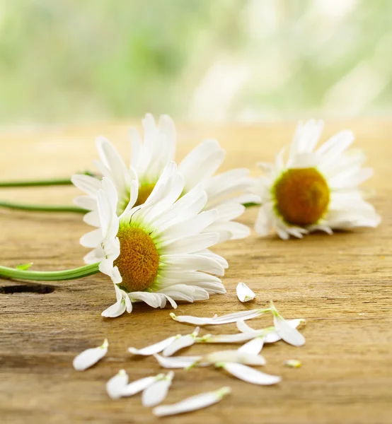 Fresh chamomile flowers bouquet on the wooden background — Stock Photo, Image