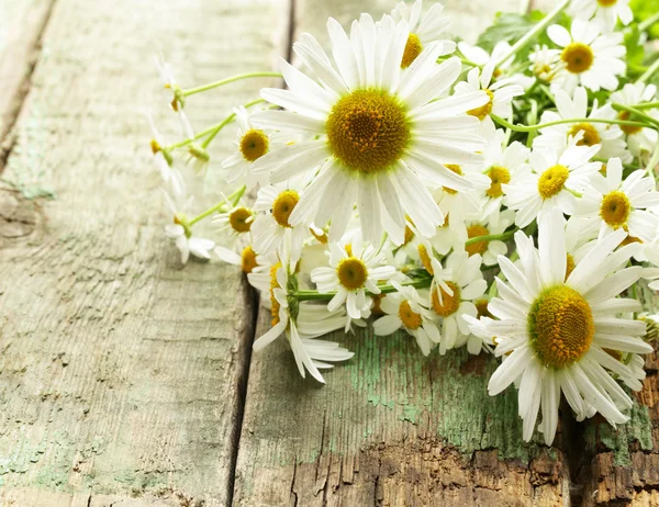 Mazzo di fiori di camomilla fresca sullo sfondo di legno — Foto Stock