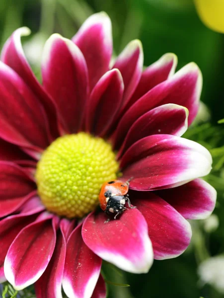 Macro tiro de uma joaninha em uma flor — Fotografia de Stock