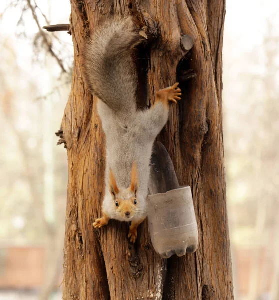 Смешная белка на дереве ест орехи — стоковое фото