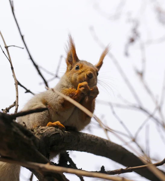 Αστεία σκίουρος πάνω στο δέντρο που τρώει ξηρούς καρπούς — Φωτογραφία Αρχείου