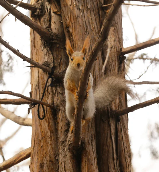 Divertente scoiattolo sull'albero mangiare noci — Foto Stock