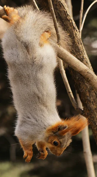 Grappige eekhoorn op de boom — Stockfoto