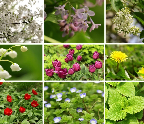 Collage, set spring time flowers and trees — Stock Photo, Image