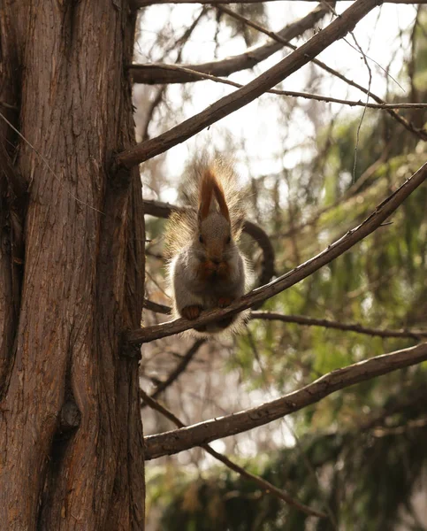 Vicces mókus a fán, étkezési dió — Stock Fotó