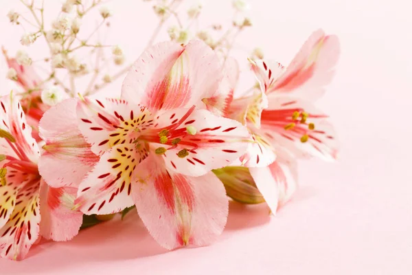 Spring flowers (alstroemeria) on a pink background — Stock Photo, Image
