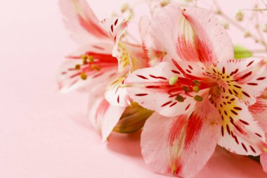 Pembe bir arka plan bahar çiçekleri (alstroemeria)