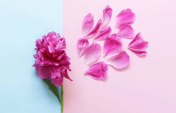 Hermosa peonía púrpura, arreglo floral — Foto de Stock