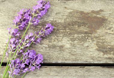 Lavanta taze mor güzel kokulu çiçekler