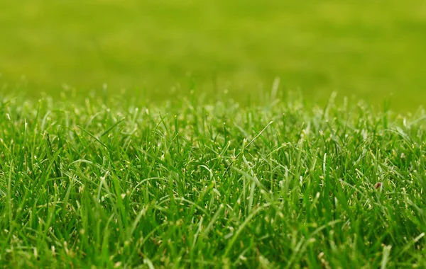 Grüner Grashintergrund, Fokus auf Vordergrund — Stockfoto