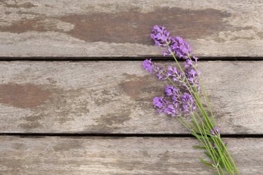 Lavanta taze mor güzel kokulu çiçekler