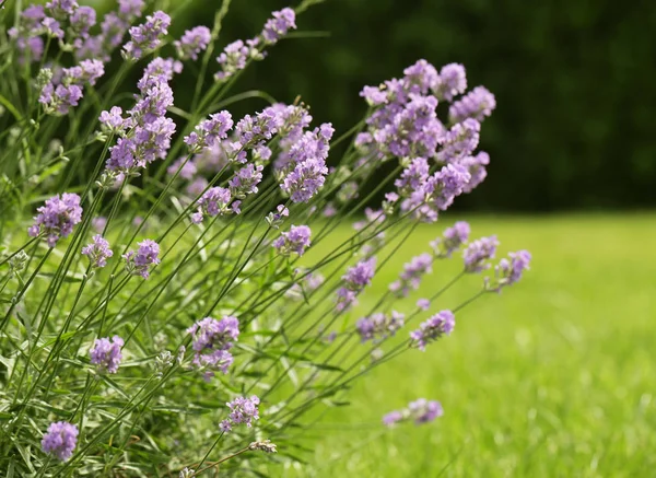 Geurige bloemen van verse lavendel-paars — Stockfoto