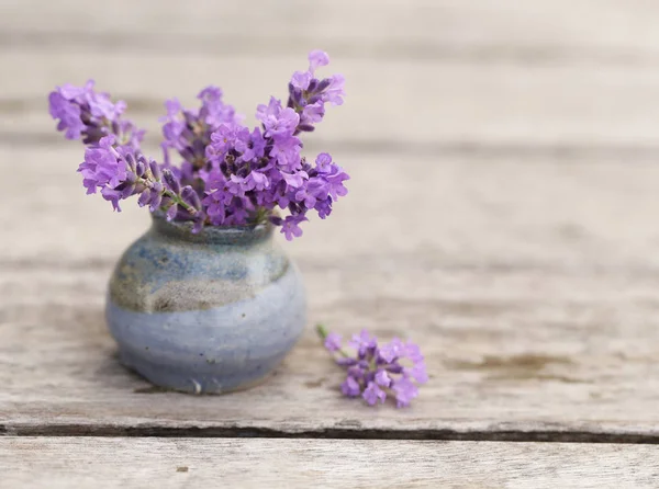 Ароматные цветы из лаванды свежий фиолетовый — стоковое фото